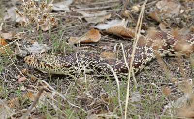 Bullsnake 2019-04-20