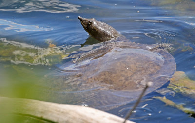 Western Spiny Softshell 2019-06-13