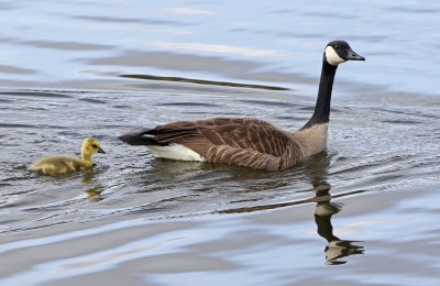 Canada Goose 2019-05-29