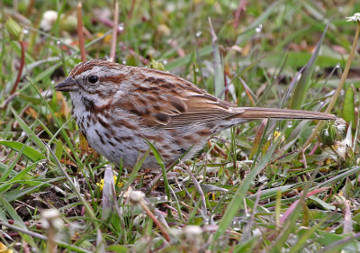 Song Sparrow 2019-05-29