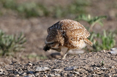 Burrowing Owl 2019-06-04