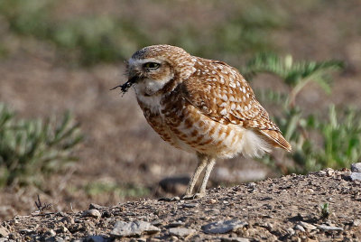 Burrowing Owl 2019-06-04