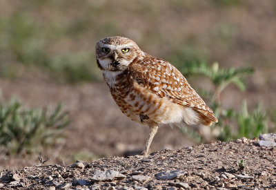 Burrowing Owl 2019-06-04