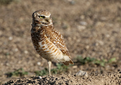 Burrowing Owl 2019-06-04