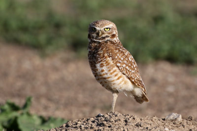 Burrowing Owl 2019-06-04