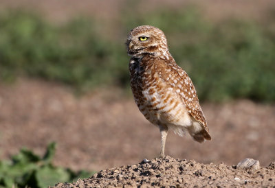 Burrowing Owl 2019-06-04