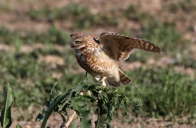 Burrowing Owl 2019-06-04