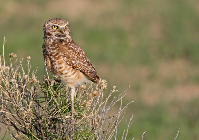 Burrowing Owl 2019-06-04