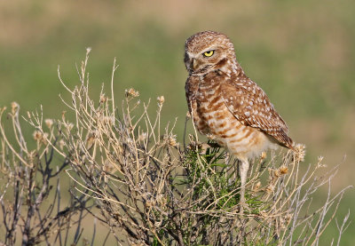 Burrowing Owl 2019-06-04