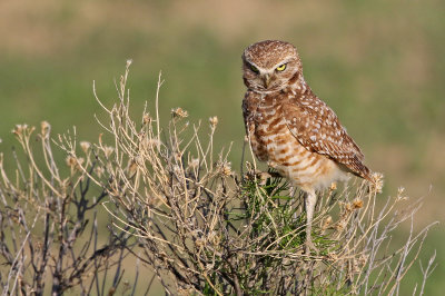 Burrowing Owl 2019-06-04