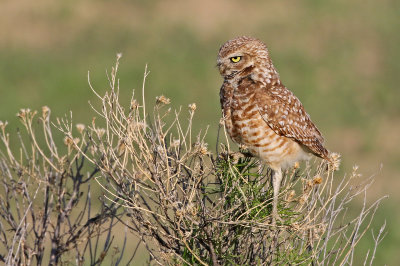 Burrowing Owl 2019-06-04
