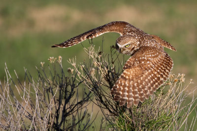 Burrowing Owl 2019-06-04