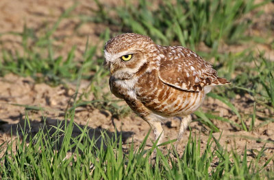 Burrowing Owl 2019-06-04