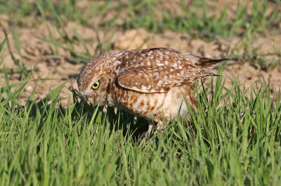 Burrowing Owl 2019-06-04
