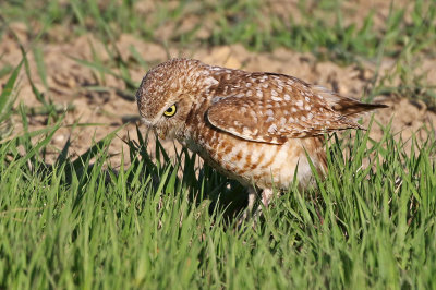 Burrowing Owl 2019-06-04