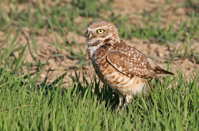 Burrowing Owl 2019-06-04