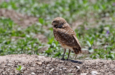 Burrowing Owl 2019-06-05