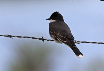 Eastern Kingbird 2019-06-04