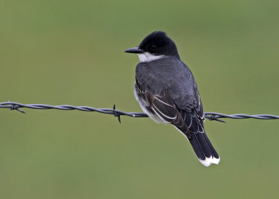 Eastern Kingbird 2019-06-04