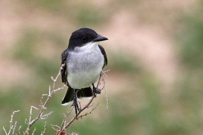 Eastern Kingbird 2019-06-04