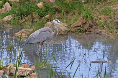 Great Blue Heron 2019-06-04