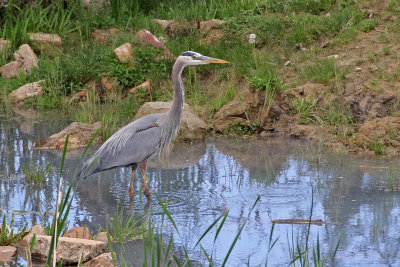 Great Blue Heron 2019-06-04