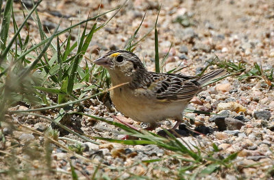 Grasshopper Sparrow 2019-06-05