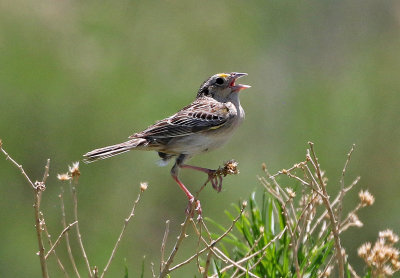 Grasshopper Sparrow 2019-06-05