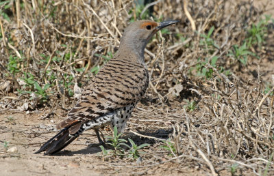 Northern Flicker 2019-06-01