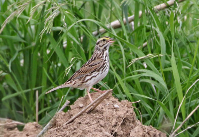 Savannah Sparrow 2019-06-04