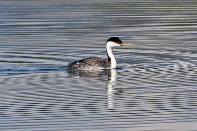 Western Grebe 2019-06-05