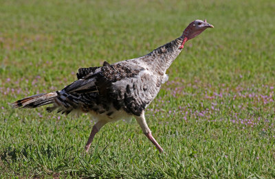 Wild Turkey 2019-06-03