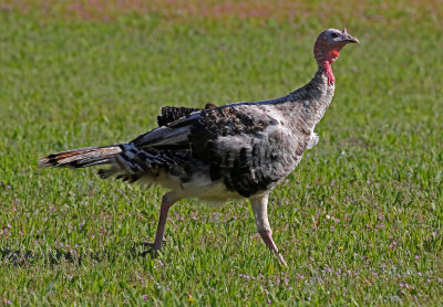 Wild Turkey 2019-06-03