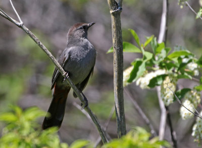 Gray Catbird 2019-06-06