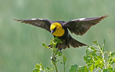 Yellow-headed Blackbird 2019-06-08