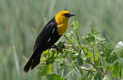 Yellow-headed Blackbird 2019-06-08