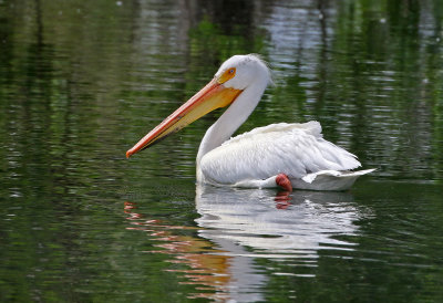 American White Pelican 2019-06-14