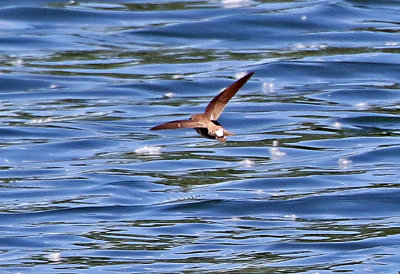 Northern Rough-winged Swallow 2019-06-13