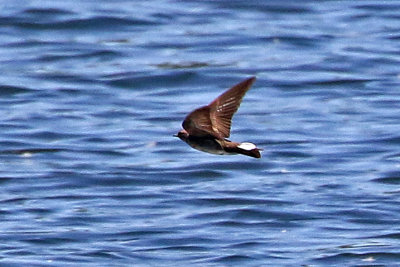 Northern Rough-winged Swallow 2019-06-13