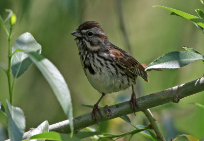 Song Sparrow 2019-06-14