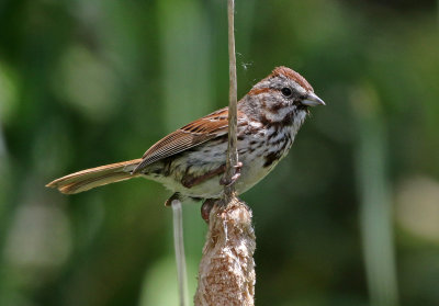 Song Sparrow 2019-06-14
