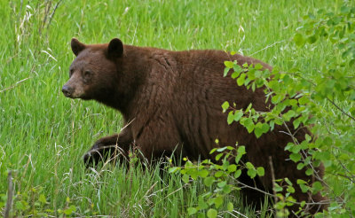 Black Bear 2019-06-17