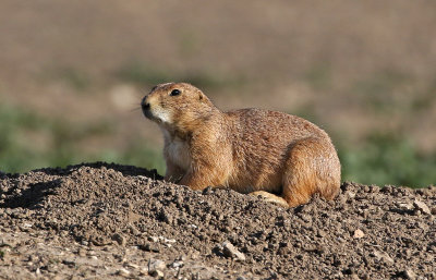 Black-tailed Prairie Dog 2016-06-04