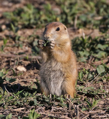 Black-tailed Prairie Dog 2016-06-04