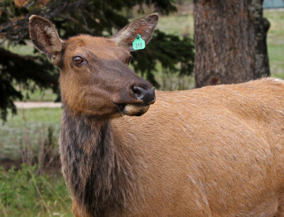 Elk 2019-05-29