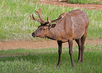 Elk 2019-05-29
