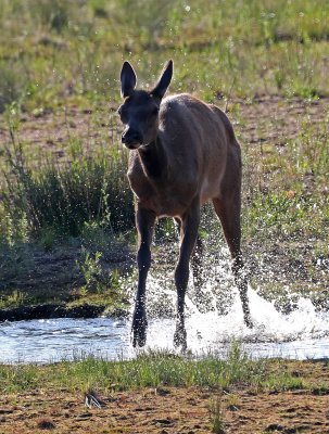 Elk 2019-06-09