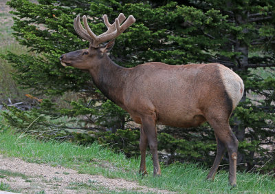 Elk 2019-06-13