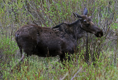 Moose 2019-06-11