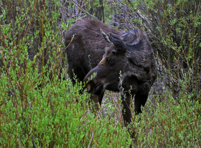 Moose 2019-06-11